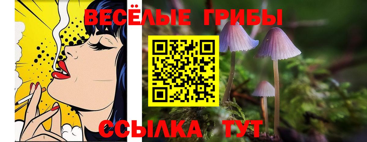 Псилоцибиновые грибы Psilocybine cubensis Камень-на-Оби